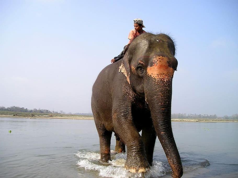 Hotel Royal Safari Chitwan Exterior photo